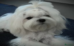 Maltese dogs for sale: Beautiful Korean Maltese puppies  - Image 12