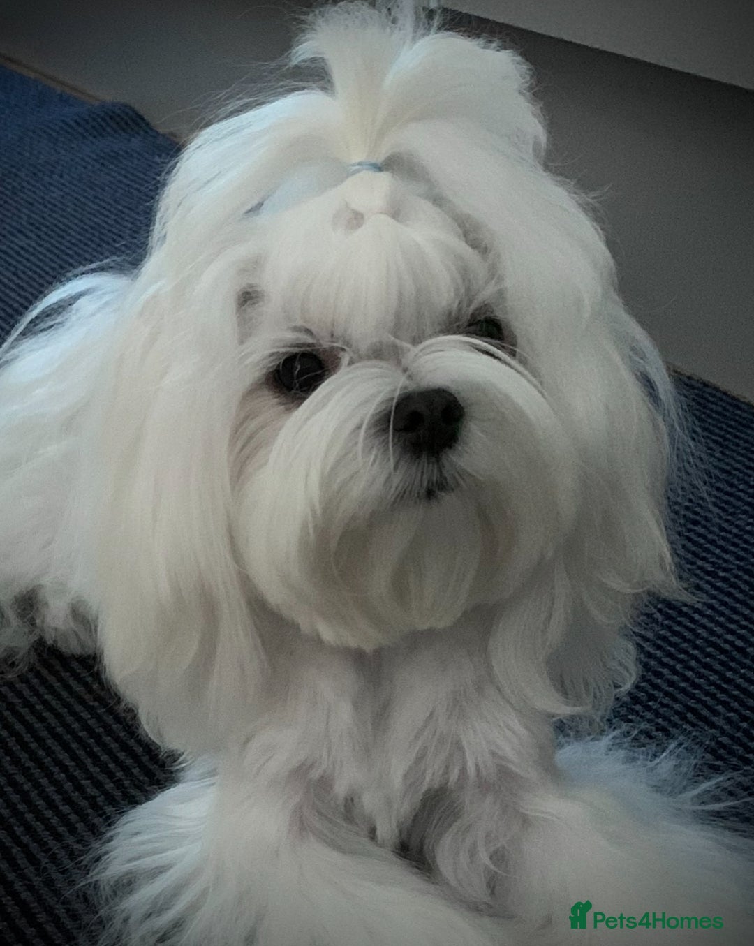 Maltese dogs for sale: Beautiful Korean Maltese puppies  - Image 12