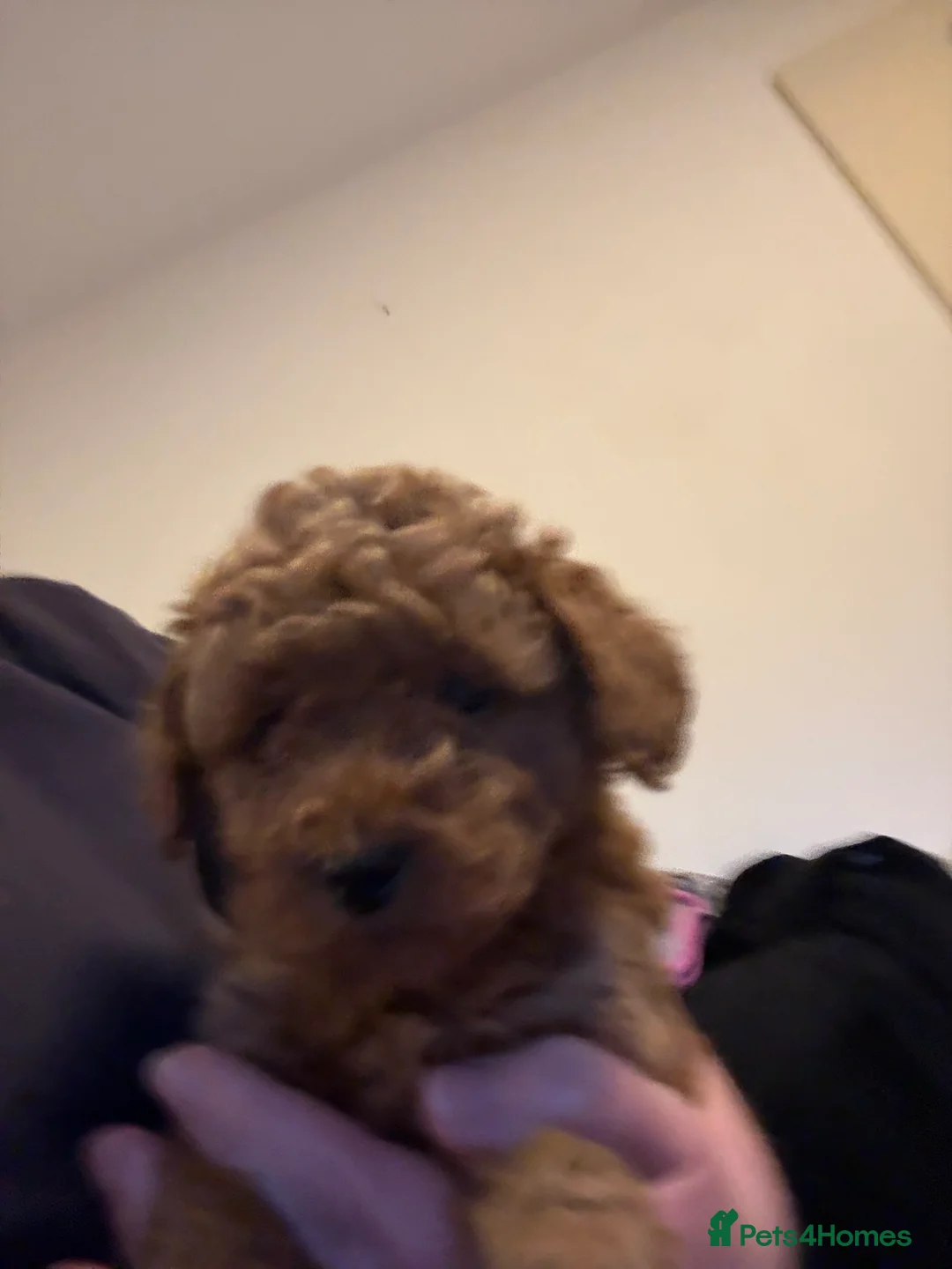 Cavapoochon dogs for sale: Gorgeous Therapy puppies  - Advert 2