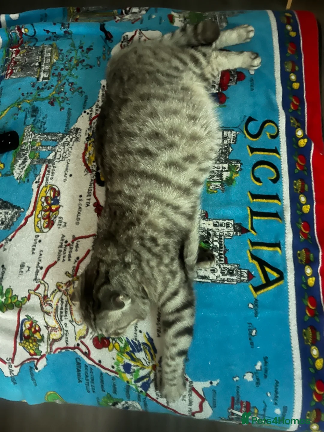 Scottish Fold cats for sale: White female kitten  in Aberdeen - Advert 15