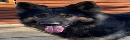 German Shepherd dogs for stud: KC Reg Shadow fully Health Tested at stud in Wisbech - Advert 16