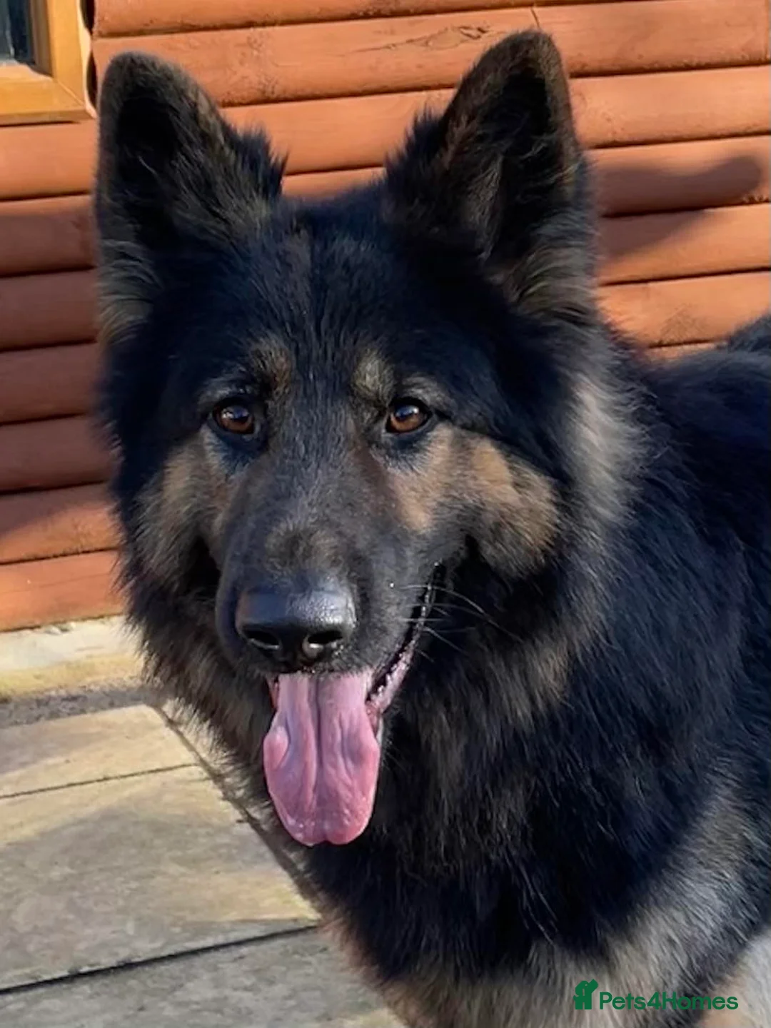 German Shepherd dogs for stud: KC Reg Shadow fully Health Tested at stud in Wisbech - Advert 16
