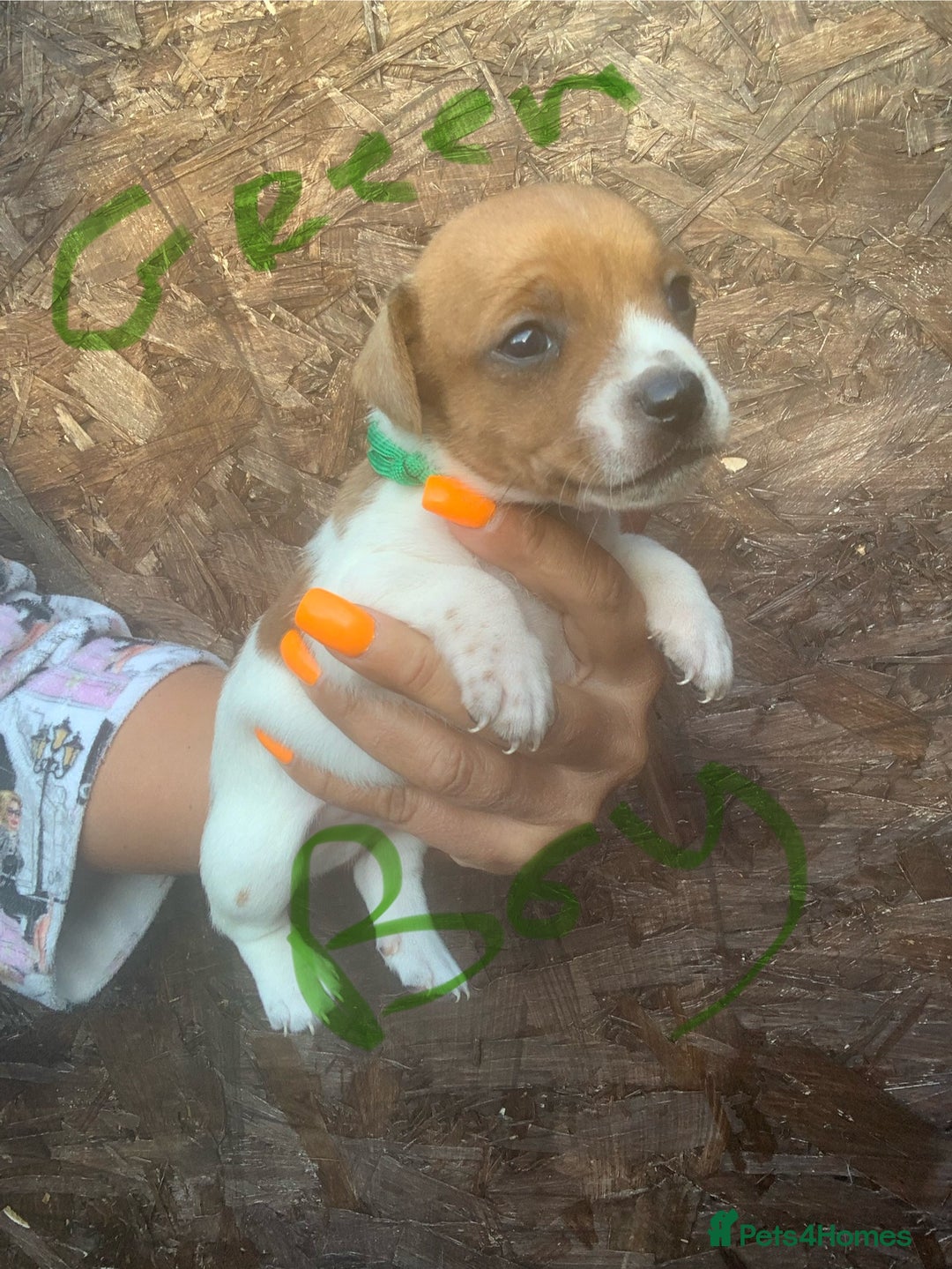 Jack Russell dogs for sale: Beautiful jack Russell puppies  - Image 4