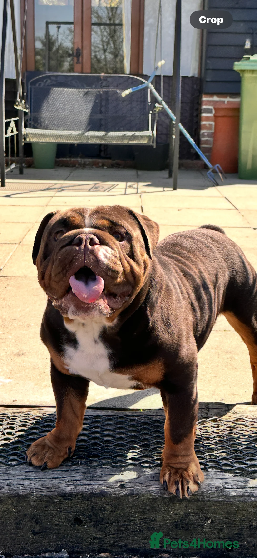 English Bulldog dogs for stud: Chocolate English bulldog for stud  - Advert 5