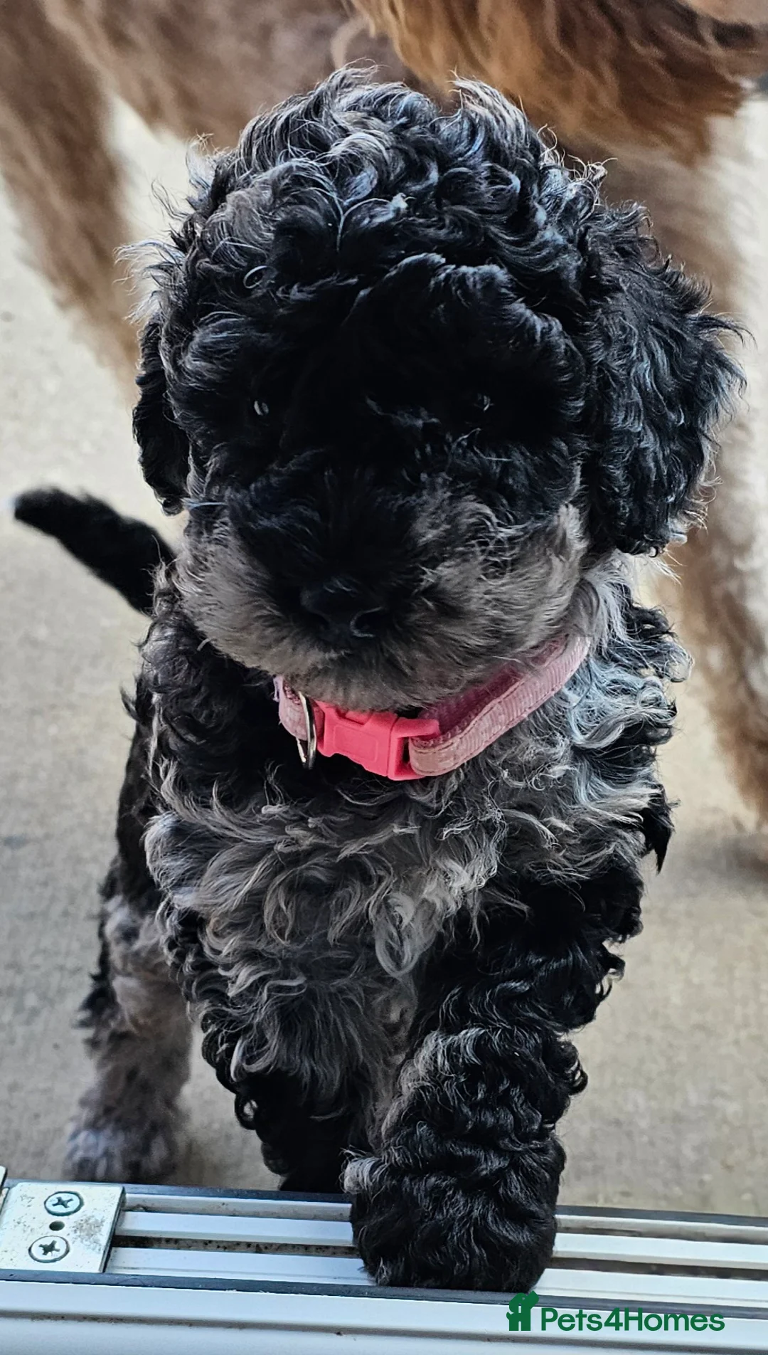 Miniature Poodle dogs for sale: stunning Miniature poodle puppies - Advert 2