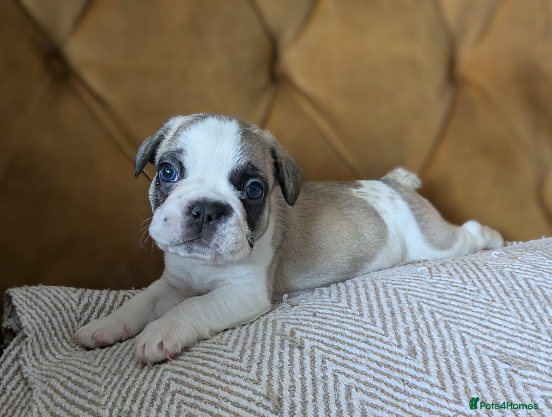 French Bulldog dogs for sale: REDUCED Adorable French Bulldog Puppies  - Image 30