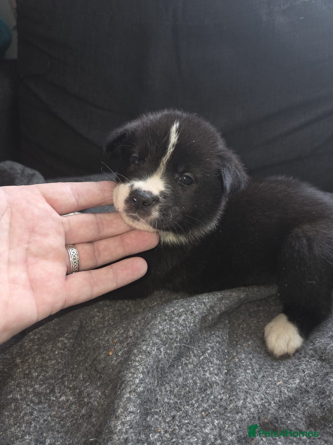 Mixed Breed dogs for sale: mixed breed puppies - Image 6
