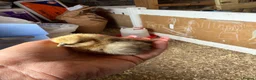 Chickens poultry for sale: 🐥🐣🥚USA Bearded silkies🐥Vorwerk🐥Brahmas🥚🐣🐥 - Advert 17