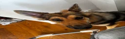 German Shepherd dogs for sale: 1 year old female GSD for sale  - Advert 3