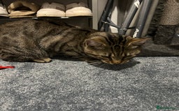 Abyssinian cats for sale: Cat for sale  - Image 1