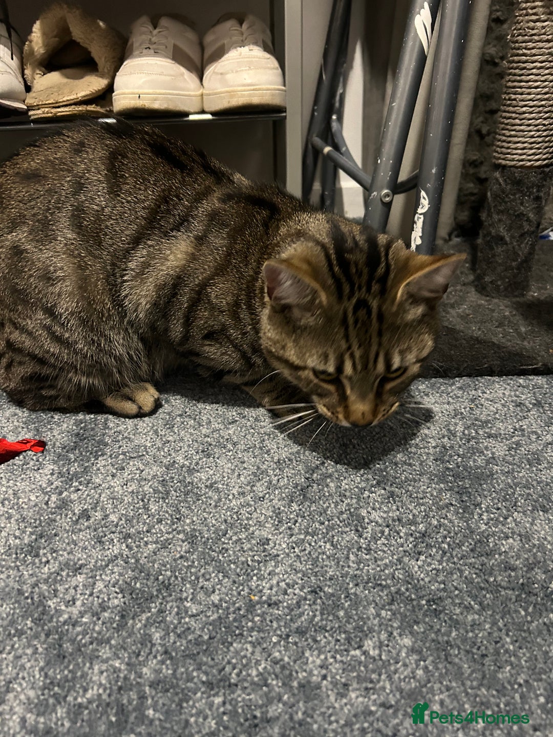 Abyssinian cats for sale: Cat for sale  - Image 1