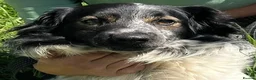 Mixed Breed dogs for adoption: Gorgeous Taco, a smallish mixed breed - Advert 9