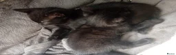 Mixed Breed cats for sale: 4 blacj kittens rrady to go - Advert 4