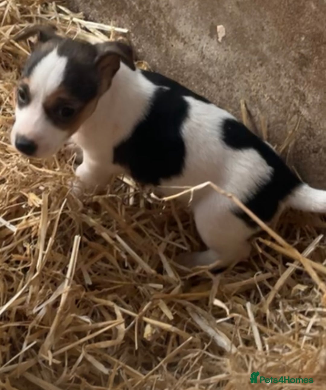 Jack Russell dogs for sale: Gorgeous Jack Russel Terriers! Smooth Coated!! - Advert 7
