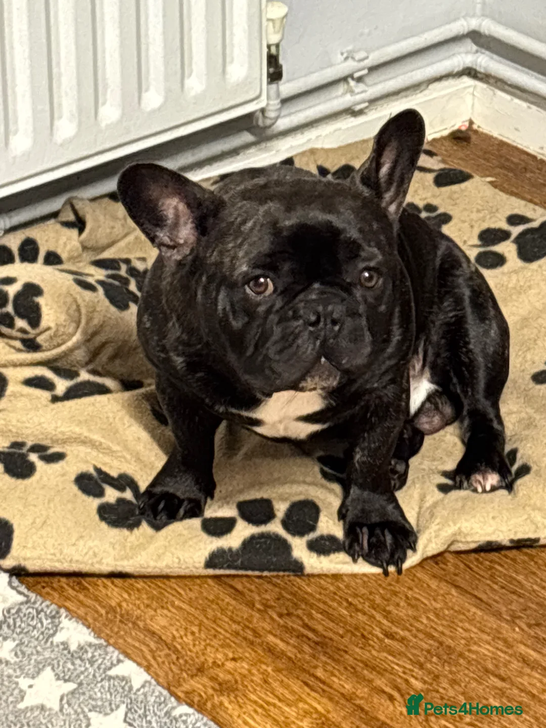 Mixed Breed dogs for sale: French bulldog cross in Manningtree - Advert 5