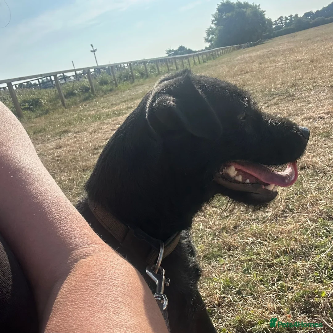 Patterdale Terrier dogs for sale: Patterdale  in Liverpool - Advert 2