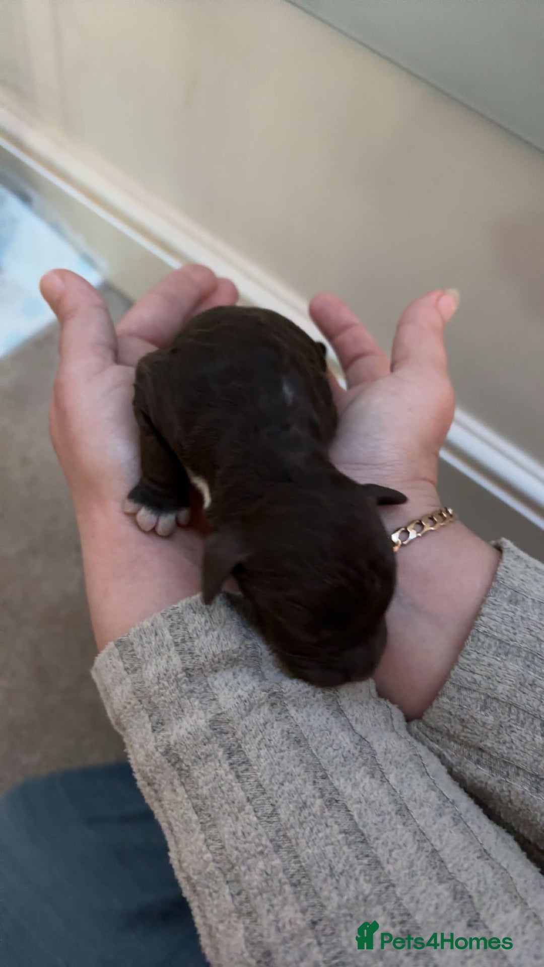 Mixed Breed dogs for sale: Cavapoo puppies  - Advert 11