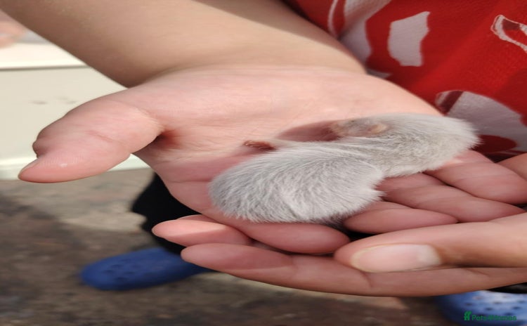 Ferret rodents - Advert 1