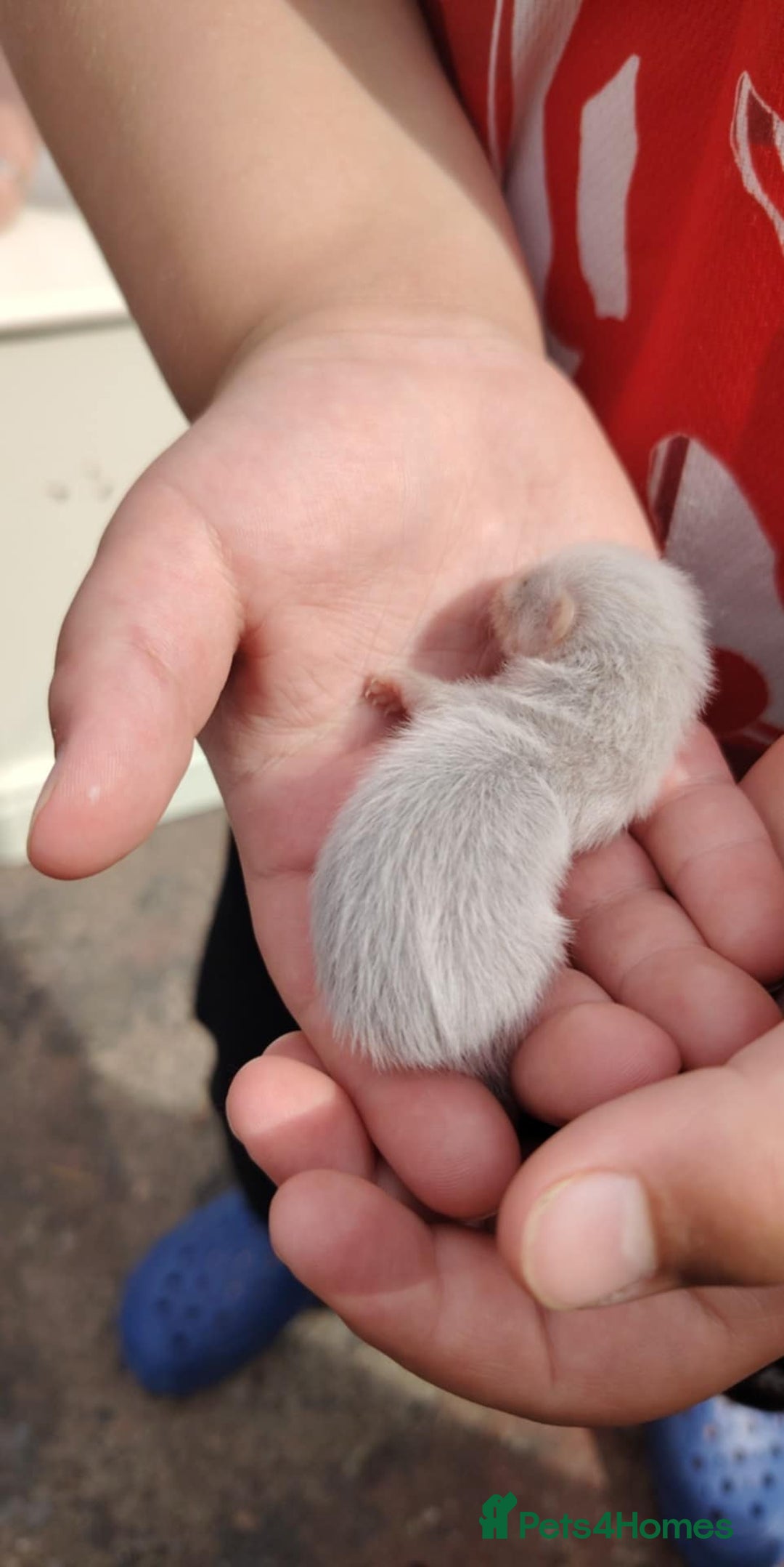 Ferret rodents for sale: Beautiful baby ferrits - Image 1