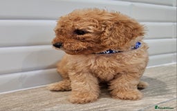 Cavapoo dogs for sale: Red F1B Toy Cavapoos - Image 10