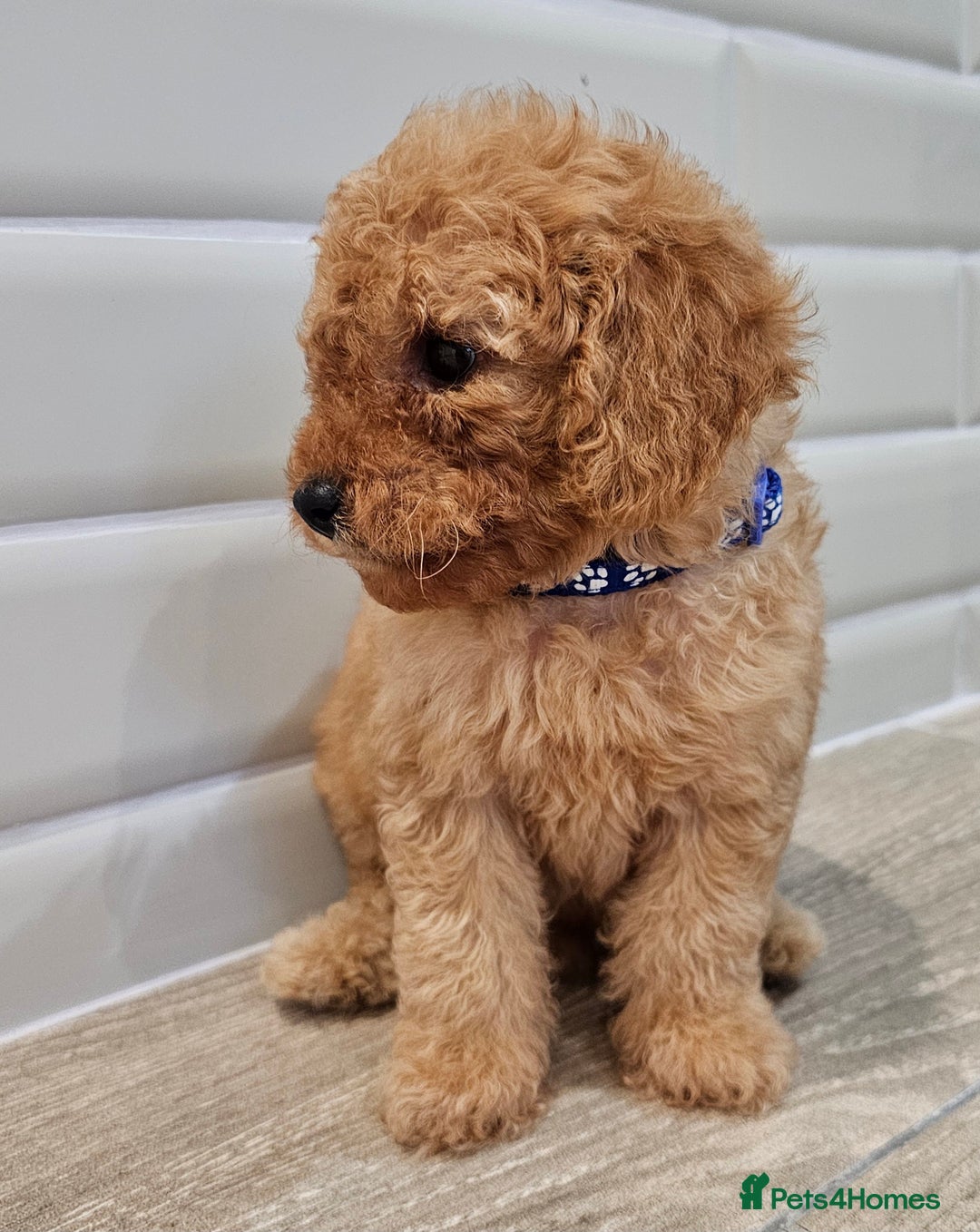Cavapoo dogs for sale: Red F1B Toy Cavapoos - Image 10