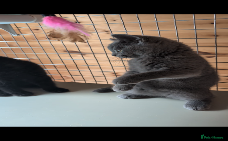 British Shorthair cats - Advert 16