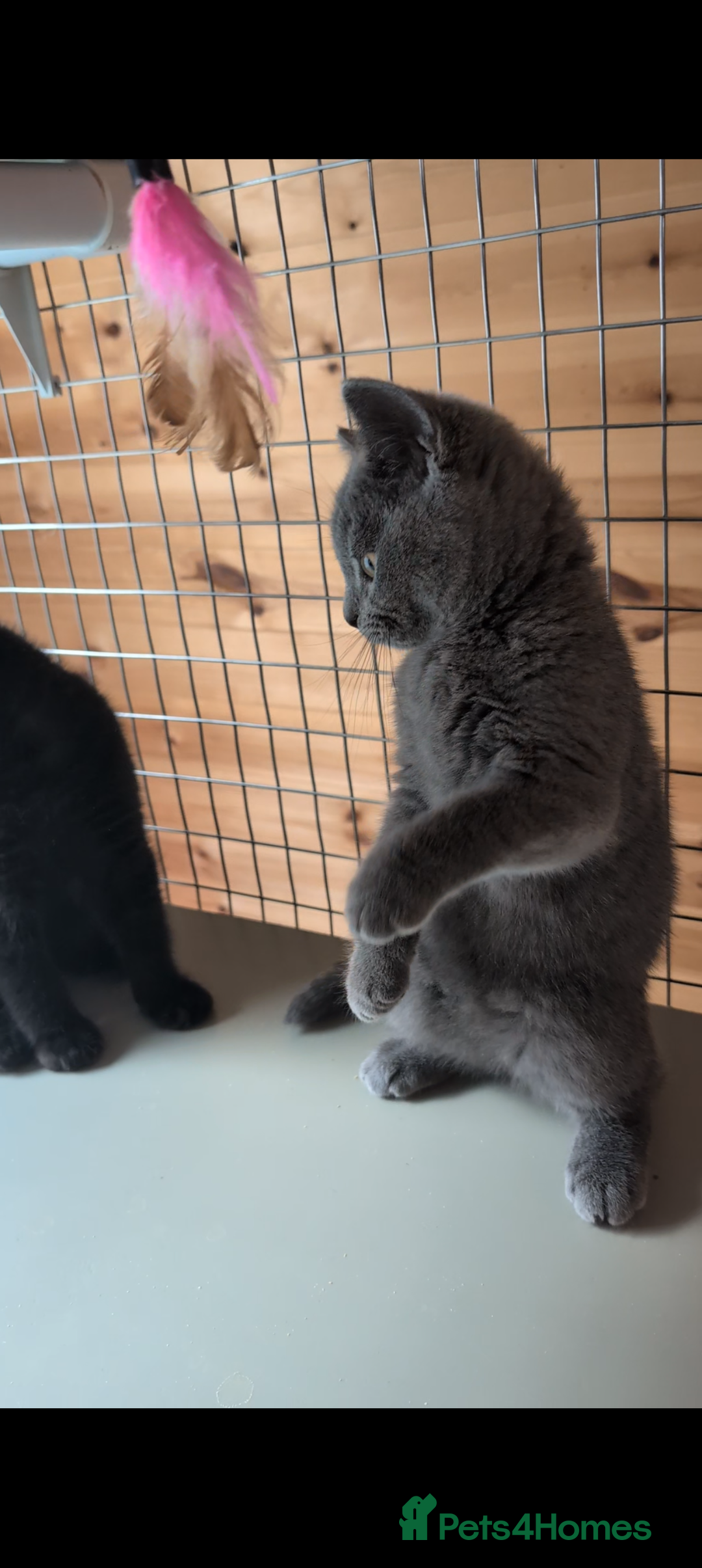 British Shorthair cats for sale: Ready now BSH kittens - Image 3