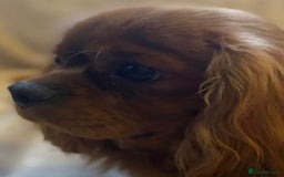 Cavapoo dogs for sale: Waiting List now open - DARK RED PREMIUM QUALITY - Image 4