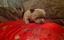 Chihuahua dogs for sale: 3 Kc registered lilac chihuahuas  - Image 4