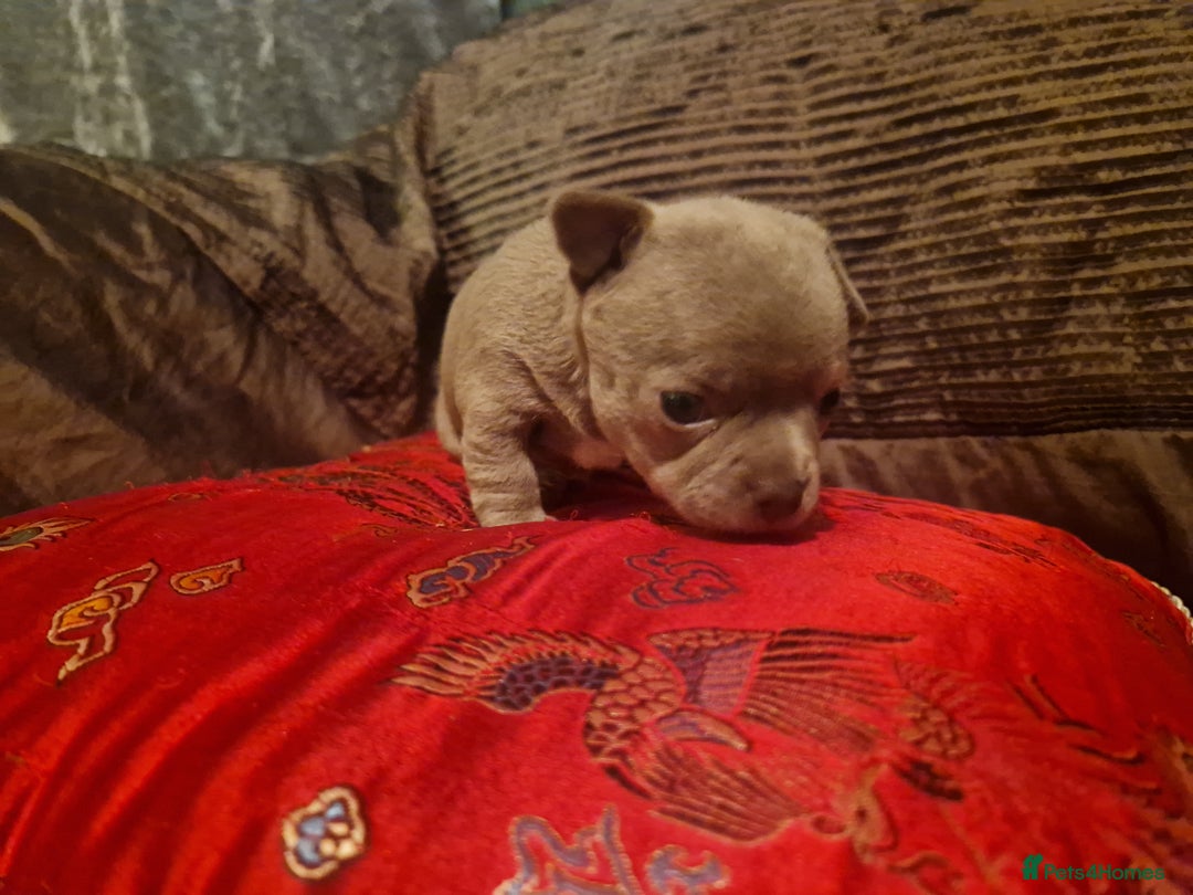 Chihuahua dogs for sale: 3 Kc registered lilac chihuahuas  - Image 4