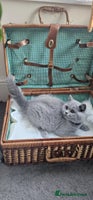 British Shorthair cats - Advert 11