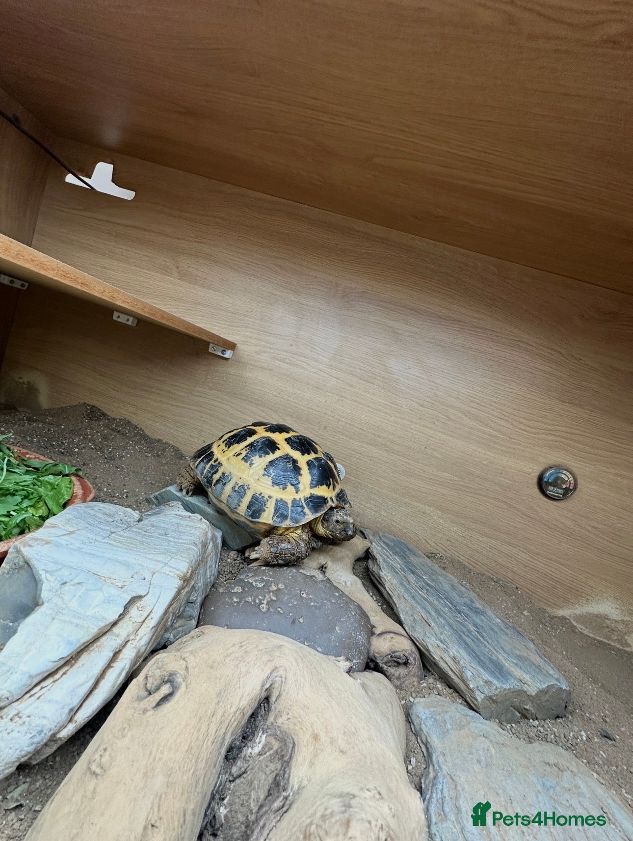 Tortoise reptiles Horsefield Tortoise with full set up and vivarium - Advert 1