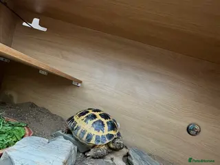 Tortoise reptiles Horsefield Tortoise with full set up and vivarium - Advert 1
