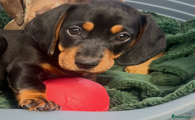 Dachshund dogs - Advert 1