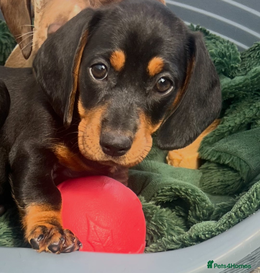 Dachshund dogs for sale: Beautiful Dachshund puppy  - Image 1