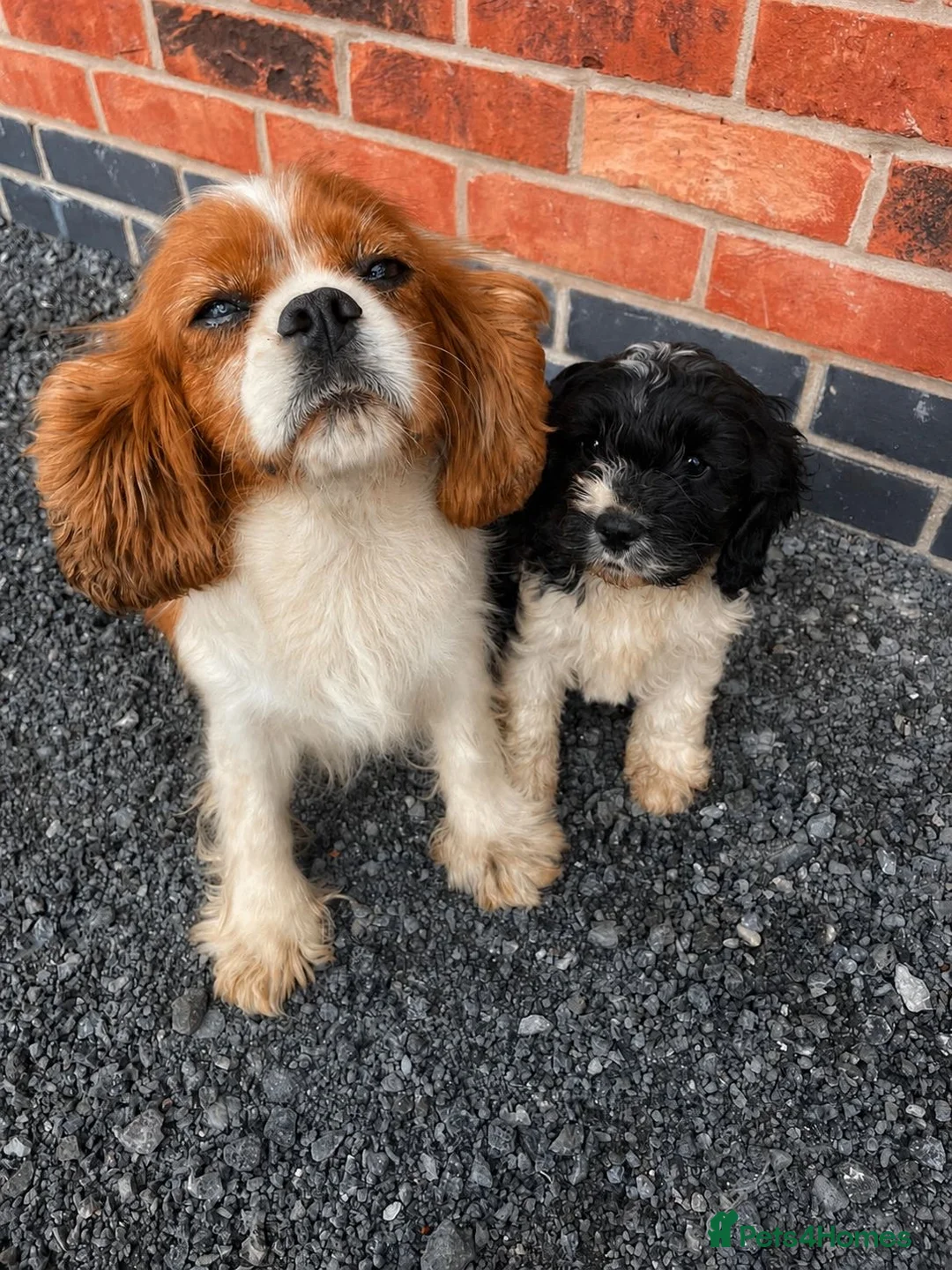 Mixed Breed dogs for sale: cavapoo puppie - Advert 1