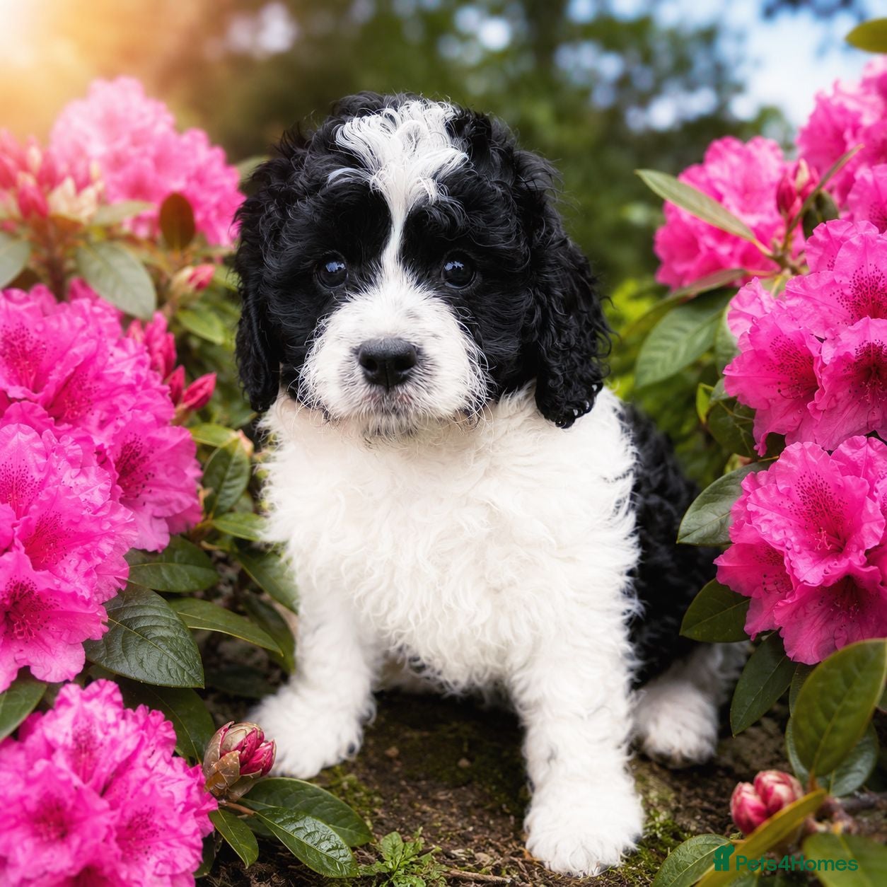 Cavapoo dogs LAST BOY VET CHECKED STUNNING F1B CAVAPOO   - Advert 1