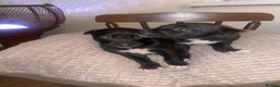 Lurcher dogs for sale: Lurcher pups  - Advert 5