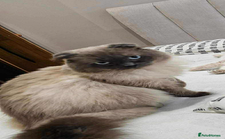 Ragdoll cats - Advert 2
