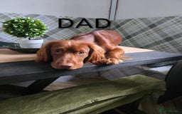 Cocker Spaniel dogs for sale: Lovely Cocker Spaniel Puppies From Our Family Dogs - Advert 2