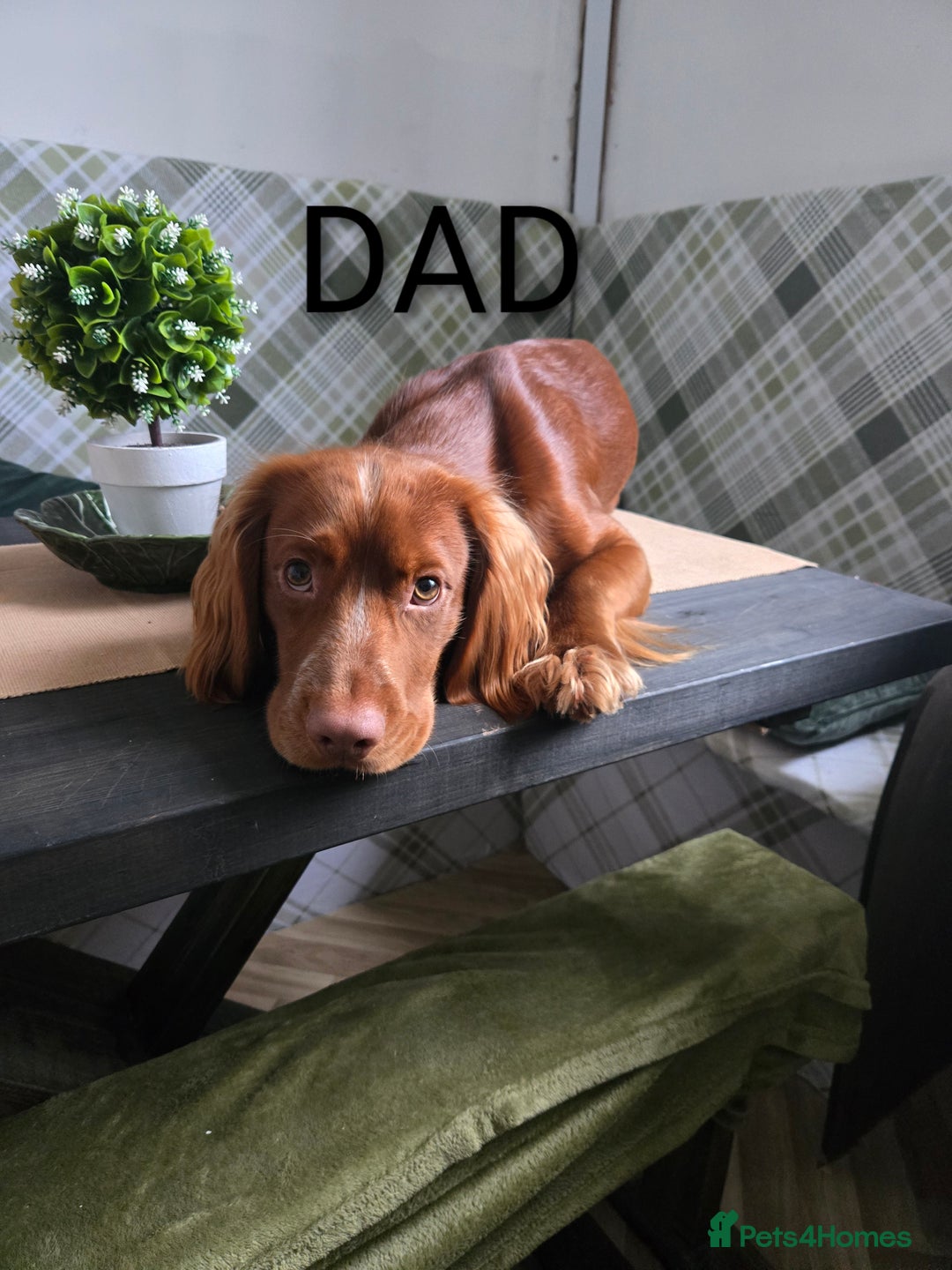 Cocker Spaniel dogs for sale: Lovely Cocker Spaniel Puppies From Our Family Dogs - Advert 2