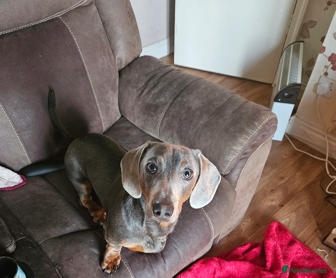 Dachshund dogs for sale: Dachshund eleven months old male - Advert 2