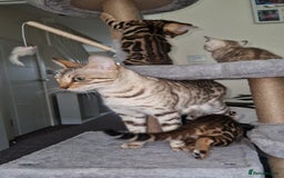 Bengal cats for sale: Stunning Glittered Pedigree Benga kittens  - Image 3