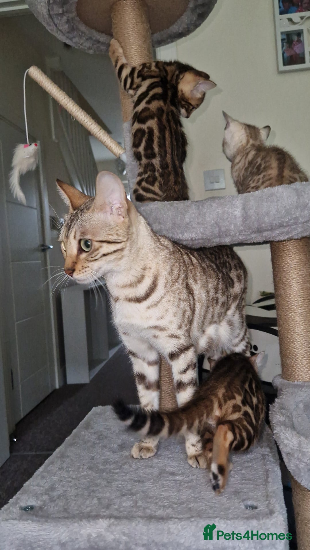 Bengal cats for sale: Stunning Glittered Pedigree Benga kittens  - Image 3