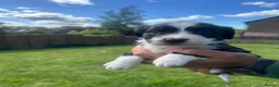 Mixed Breed dogs for sale: Sprollies  - Advert 23