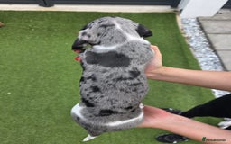 Dachshund dogs for sale: Beautiful piebald and dapple dachshund puppies  - Image 20