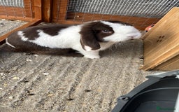 Mini Lop rabbits for sale: Vaccinated Mini lop doe - Image 1