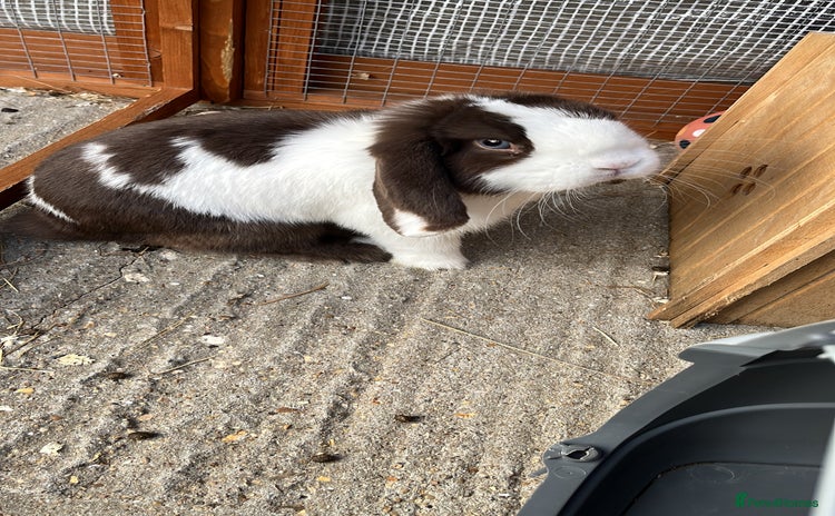 Mini Lop rabbits - Advert 5