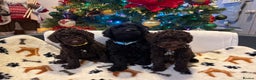 Miniature Poodle dogs for sale: 🐾 Beautiful Miniature Poodle Puppies Available🐾 - Advert 7