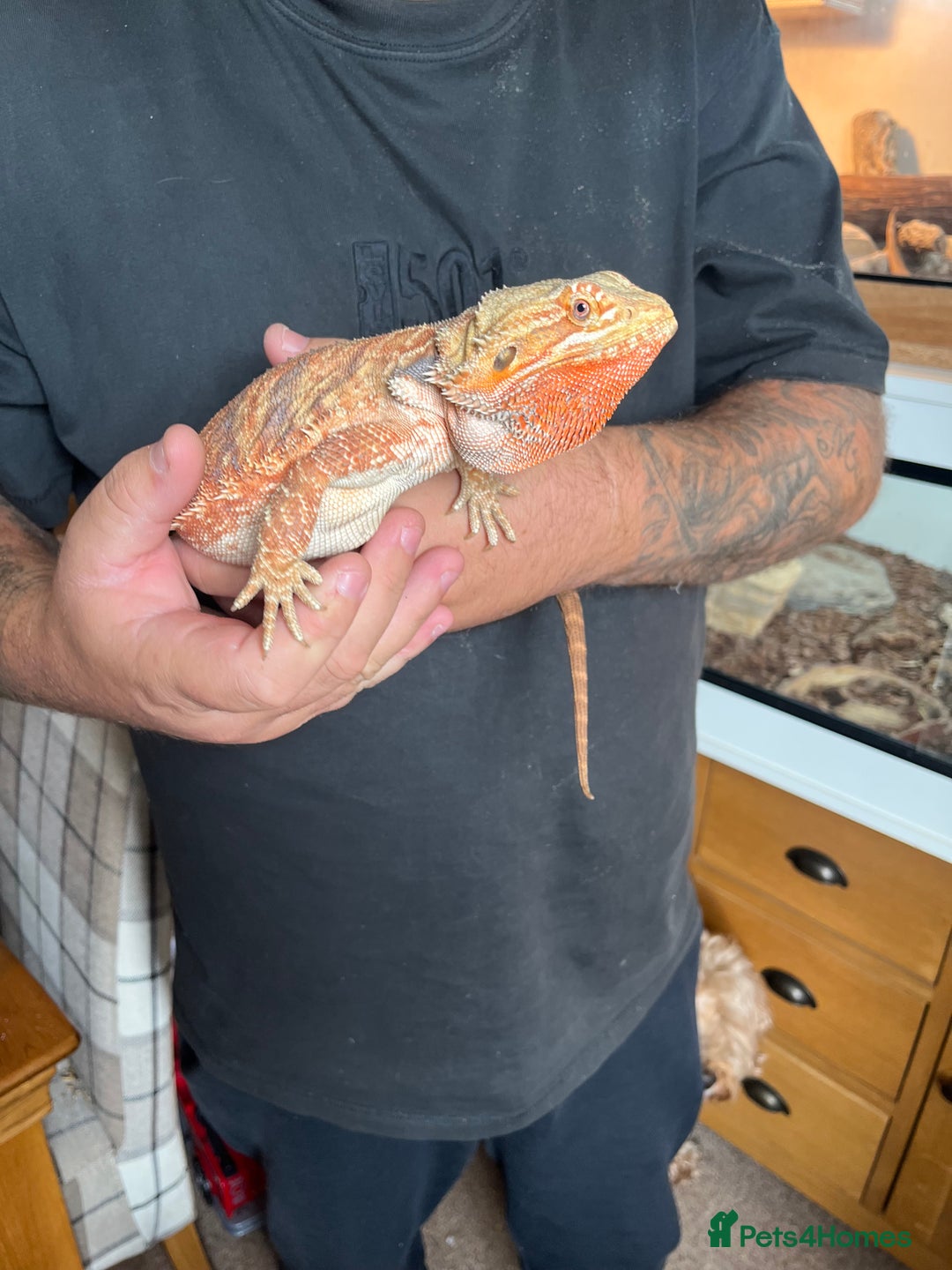 Bearded Dragon reptiles for sale: Red bearded dragon female with Viv and set up  - Image 9